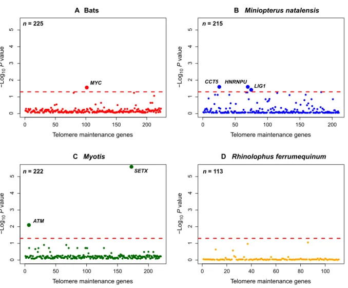 Fig. 4. Selective pressure heterogeneity in telomere maintenance genes. Results of tests for divergent selection using the CodeML model clade model C conducted on four branches: (A) the bat ancestor, (B) the branch leading to M