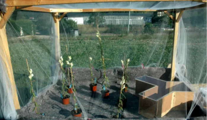 Fig 2. Flight cage used for bumblebee training procedure. Plants are of the subspecies A