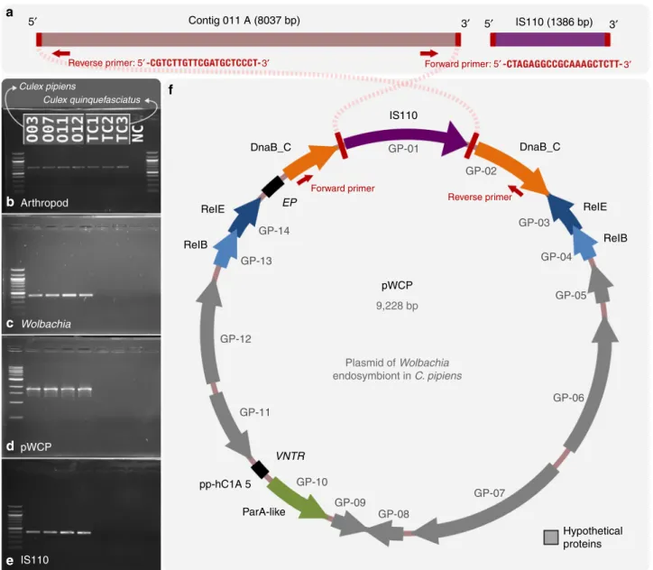 Fig. 1 The arti ﬁ cially circularized genome of putative plasmid pWCP. a illustrates Contig O11_A and IS110 transposable element (TE) identi ﬁ ed in our assembly