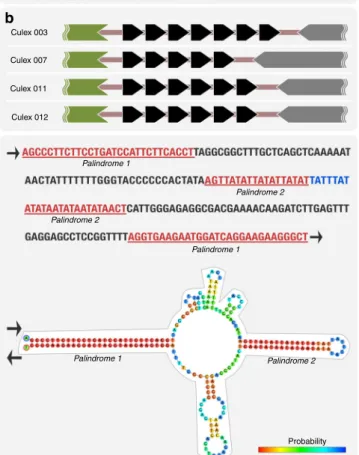 Fig. 3 pWCP contains a variable number tandem repeat (VNTR) region and extragenic palindrome (EP) sequence