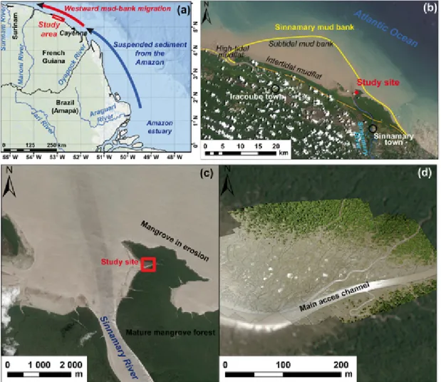 Fig. 1. Regional context of study site: (a) western sector of the Amazon mud belt from the mouths of the Amazon (Brazil) to Suriname; (b) mud bank at the Sinnamary river mouth seen on a Landsat 8 OLI image dated September 2015, one month prior to the field