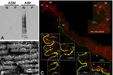 Fig. 3. Immunolocalization of nacre SMPs on shell and mantle of P. margaritifera. A polyclonal  anti-body raised against a solubilized fraction of nacre AIM was used to identify nacre proteins (A) on Western blot (N, nacre; P, prisms), (B) in nacre  cross-