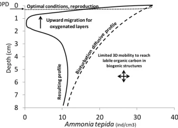 Figure 8. Putative mechanisms explaining the A. tepida density pro- pro-file (OPD: oxygen penetration depth).