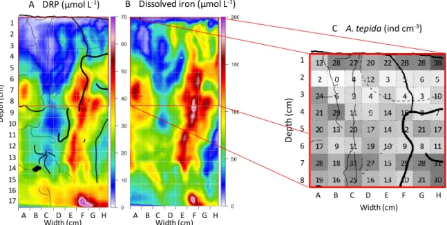 Figure 5. (a, b) Two-dimensional concentrations after numerical analysis of dissolved reactive phosphorus (DRP) and dissolved iron