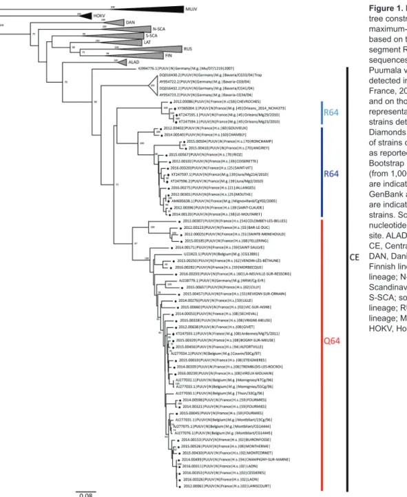 Figure 1. Phylogenetic  tree constructed using the  maximum-likelihood approach  based on the complete  small-segment RNA nucleotide coding  sequences of representative  Puumala virus (PUUV) strains  detected in human cases in  France, 2012–2016 (circles),