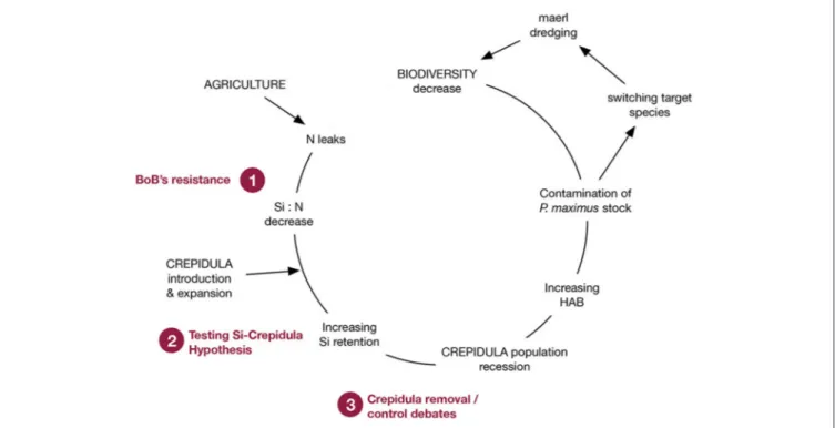 FIGURE 5 | Scientific questions that were raised between 1995 and 2005, concerning the long resistance of the ecosystem to the effects of increasing N delivery from land and changing nutrient ratios (1), the emergence and the testing of the Si/Crepidula hy