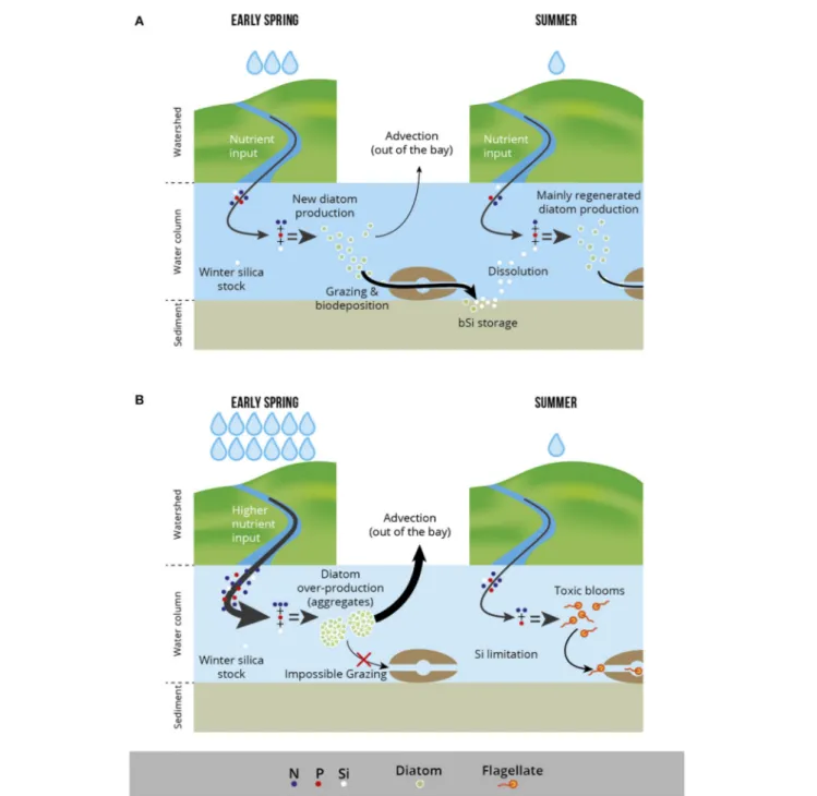 FIGURE 2 | The Crepidula/Si working hypothesis (redrawn from Chauvaud et al., 2000). Two contrasting situations are displayed