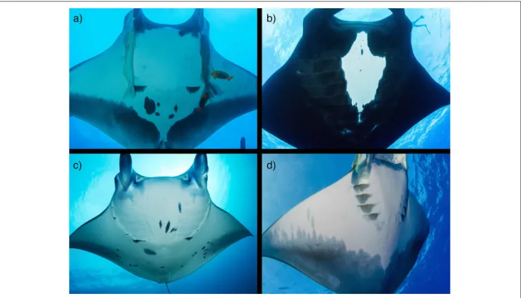 FIGURE 4 | Photo identification of mobulids. Oceanic manta rays (M. birostris; a,b) and reef manta rays (M