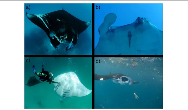 FIGURE 8 | Sub-lethal impacts on mobulids. Entanglement in fishing gear can cause substantial damage and scarring (a), including amputations of cephalic fins and damage to eyes (b)