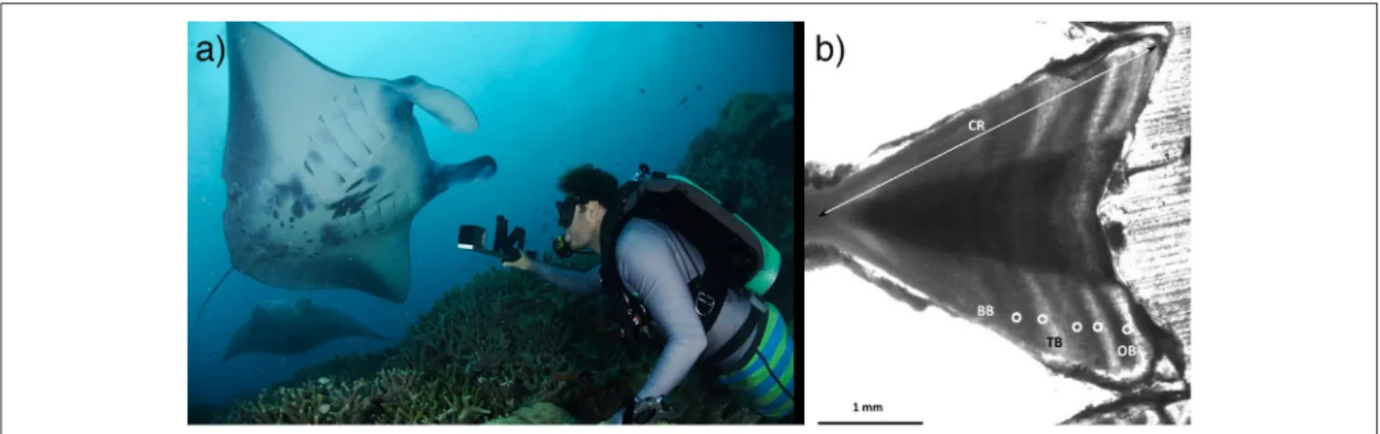 FIGURE 2 | Age and growth in mobulid rays. (a) Stereo-video photogrammetry can be used to measure individuals in the field, providing insights into growth, size at maturity, and other life history characteristics