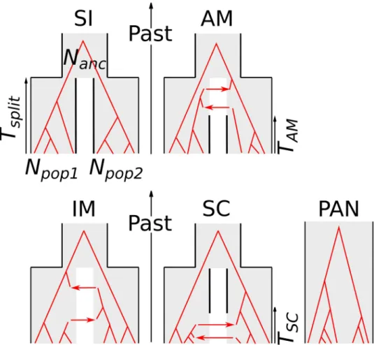 Fig 1. Compared alternative models of speciation. SI = strict isolation: subdivision of an ancestral diploid panmictic population (of size N anc ) in two diploid populations (of constant sizes N pop1 and N pop2 ) at time T split 