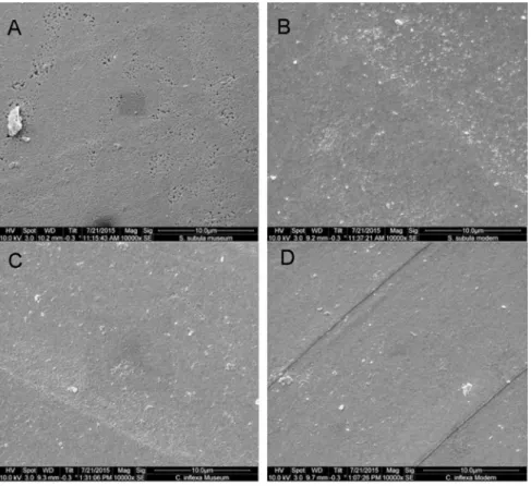 Fig 8. SEM micrographs of the exterior surface of S. subula shells from 1921 (A) and 2012 (B)