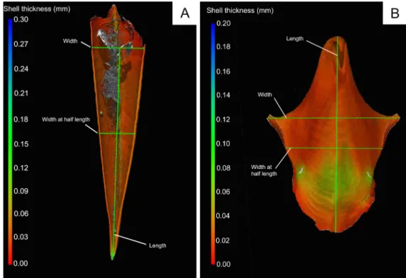 Fig 2. Three Dimensional CT renderings of A. Styliola subula (in cross section) and B