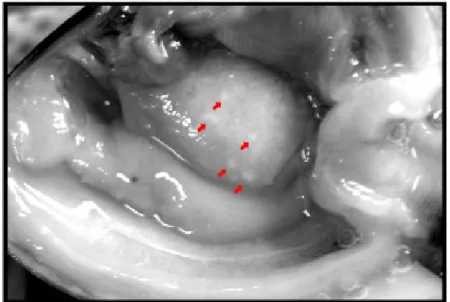 Fig. 3. Macroscopic observation of milky white nodules (red arrows) on the surface of  R