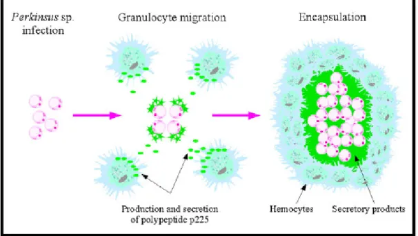 Fig.  7.  Schematic  representation  of  Perkinsus  sp.  encapsulation  by  the  hemocytes  of  clams  (  R