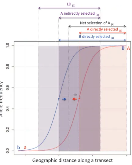 Figure 2: Coupling of existing barrier effects in a spatial context. The process is illustrated here for the simple case of two loci, each with selection against heterozygotes: (1) allele A is favored by direct selection in the right part of the red cline,