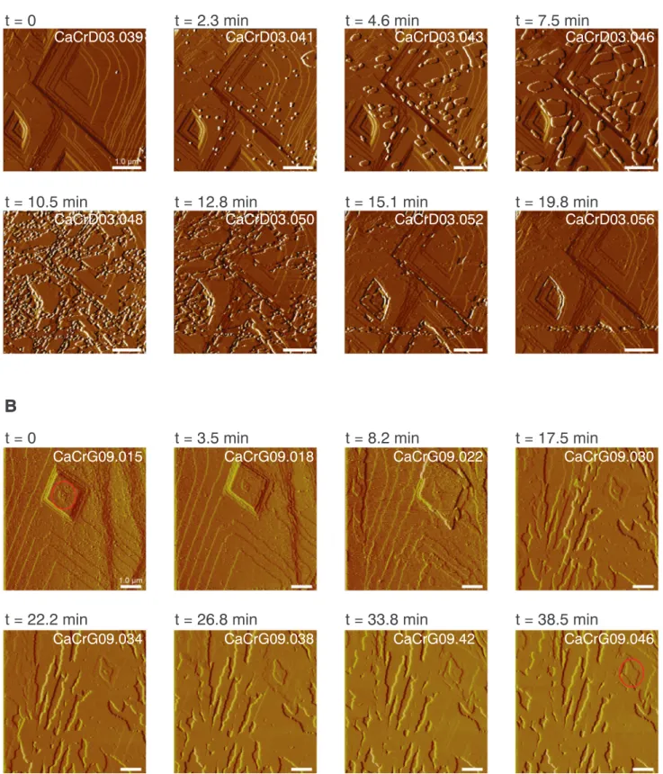 Fig. 5. Time-lapse AFM images of the passivation of the surface in a dissolution experiment (A) and a growth experiment (B)