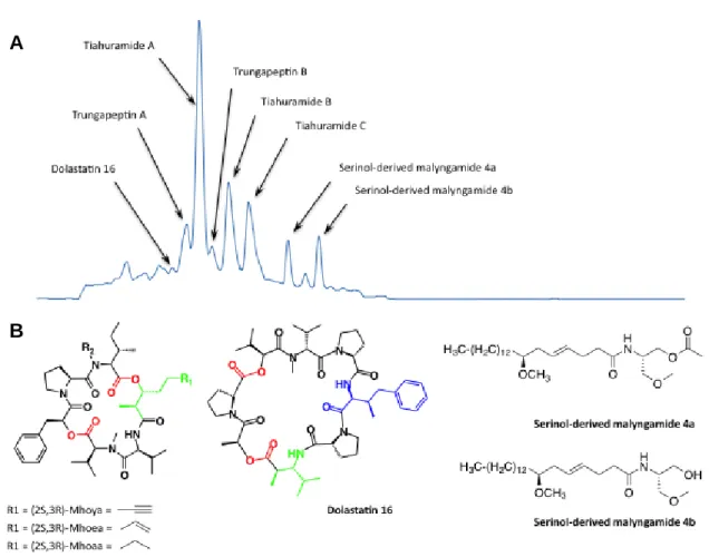 Figure  5. (A)  LC-MS  chromatographic  profile  (TIC,  ESI+,  chromatographic  conditions  listed  in  the  experimental part) of a methanol-dichloromethane extract from Lyngbya majuscula