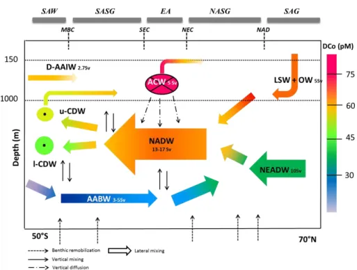 Fig. 7. Conceptual schema of the DCo transportation along the large-scale circulation in the intermediate and deep western Atlantic Ocean.