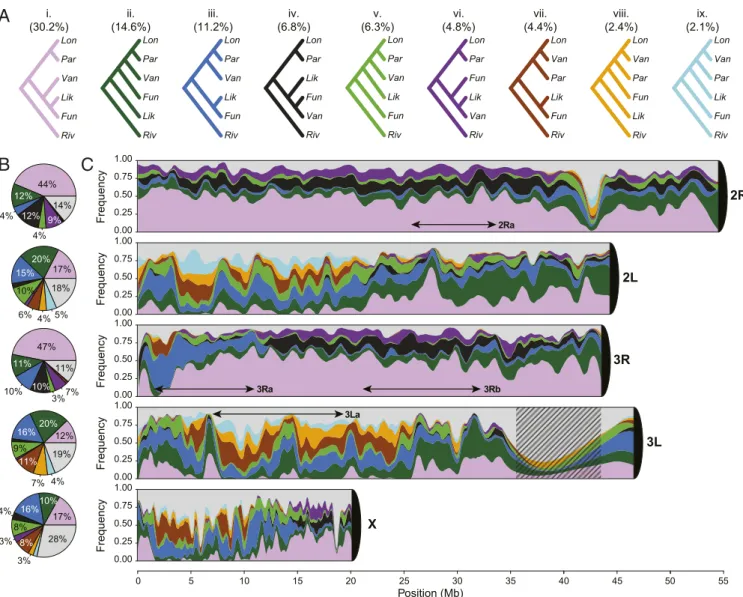 Fig. 2. Frequency and distribution of gene trees. Phylogenetic trees were reconstructed in 5 kb nonoverlapping windows along the chromosomes using PhyML
