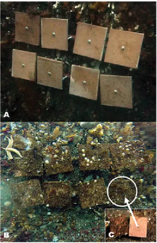 Fig 4: Settlement clay plots, T = 0 (December 2013) and   T = 1 year (December 2014) at Ile Suhm