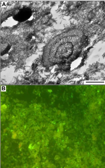 Figure 1. Morphological Analysis of Nanons