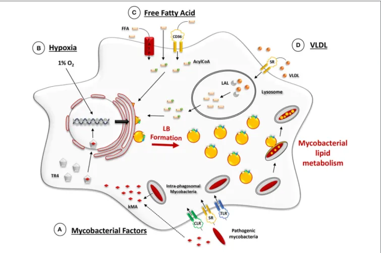 FIGURE 2 | Ex vivo-induced mechanisms promoting LB formation in macrophage models. (A) Phagocytic uptake of mycobacteria through scavenger (SR), C-type lectin (CLR), and Toll-like receptors (TLR)