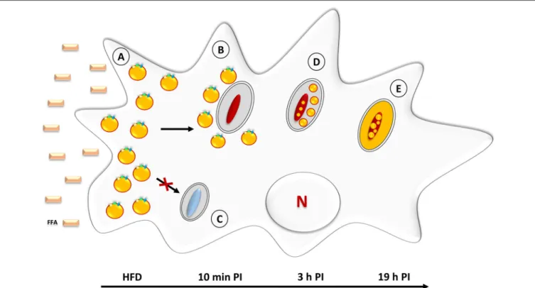 FIGURE 3 | Neutral lipid accumulation in Mycobacterium marinum-infected D. discoideum