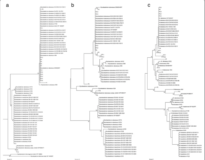 Figure 1 Phylogenetic tree based on rpoB gene sequence (a); based on the concatenated five MLSA gene sequences (b); and based on the concatenated eight polymorphic spacers (c).