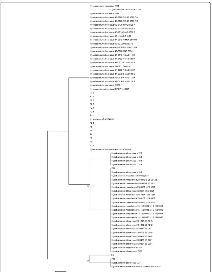 Figure 3 Phylogenetic tree based on MST spacer n°2 sequence.