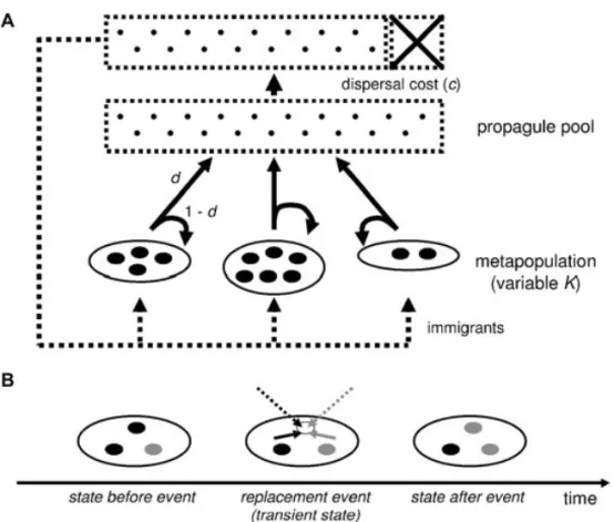 Figure 1. Structure of the metapopulation model used to study the evolution of dispersal