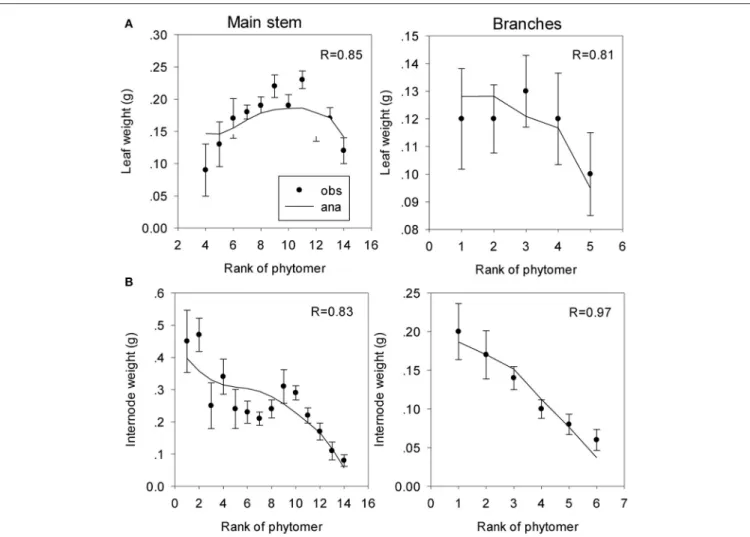 FIGURE 9 | Fitting of organic series of leaves and internodes on the main stem (A) and the branches (B) of coffee trees