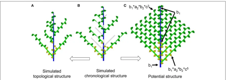 FIGURE 2 | Chronological, topological and potential structures of a Roux architectural model