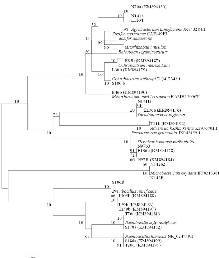 Figure  1.  Phylogenetic  tree  based  on  nearly  full-length  16S  rRNA  gene  sequence  (&gt;  1300  nt)  analysis  of  nodule  endophytic  bacteria  of  native  Acacia  sp
