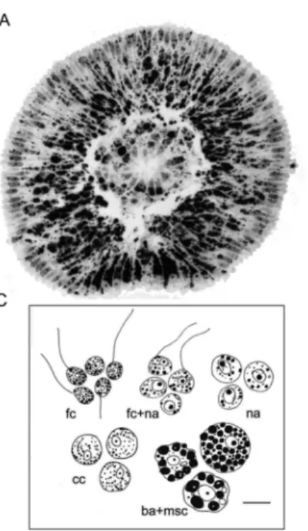 Fig. 3. Larvae of H. dujardini, their cell composition and the ability of cells to aggre- aggre-gate