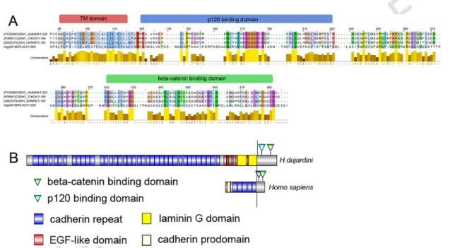 Fig. 6. Comparison of E-cadherin structure in sponge H. dujardini and bilateria. (A) Alignment of the cytoplasmic parts of E-cadherins in hu- hu-mans, chick, zebrafish and H