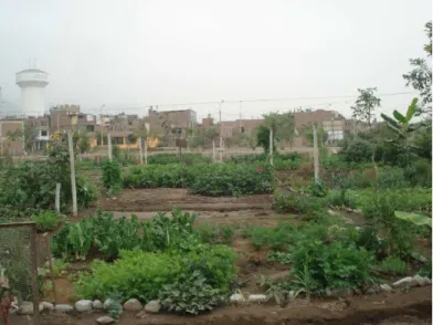 Figure 3: Shared garden in Comas 