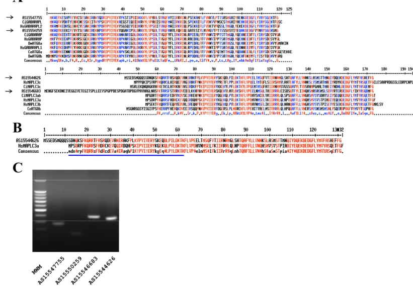 Fig. S1. Key autophagy encoding gene is present in the genome of Abestopluma hypogea. (A) Amino acid  sequences of A