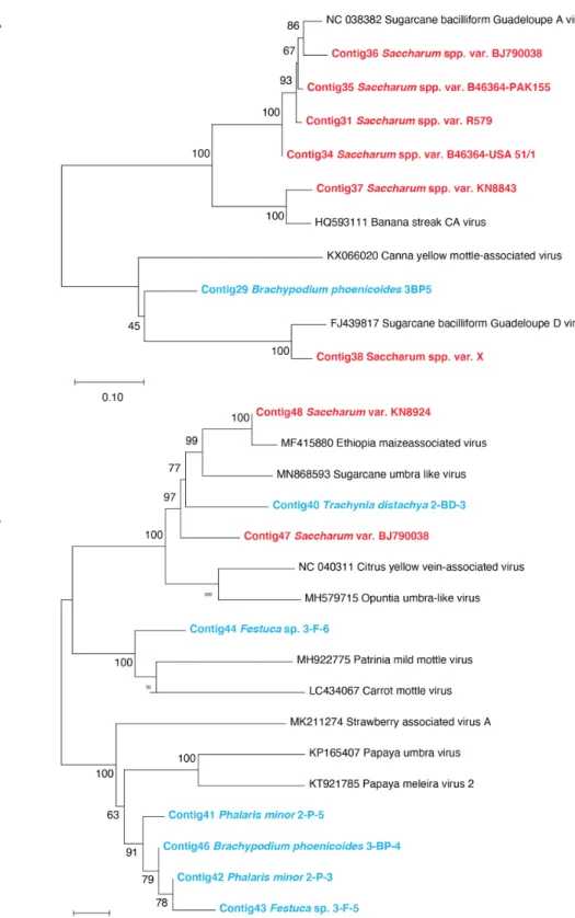 Figure 4. (A) Neighbor-joining phylogenetic trees of Caulimoviridae contigs obtained from one wild Poaceae species (bold  characters colored in blue), sugarcane varieties (bold characters colored in red), and representative badnaviruses genome Figure 4.(A)