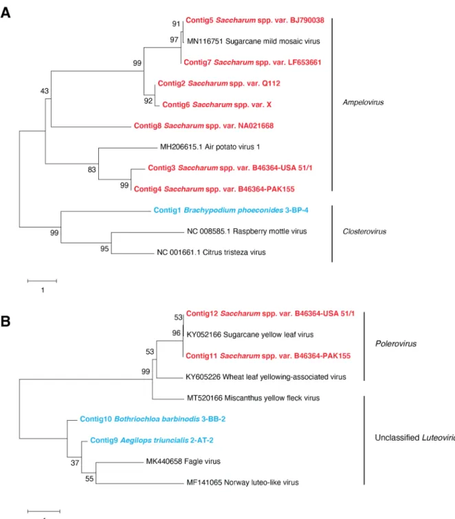Figure 2. (A) Neighbor-joining phylogenetic tree of Closteroviridae contigs obtained from one wild Poaceae species (bold  characters colored in blue), sugarcane varieties (bold characters colored in red), and representative closteroviruses and  ampelovirus