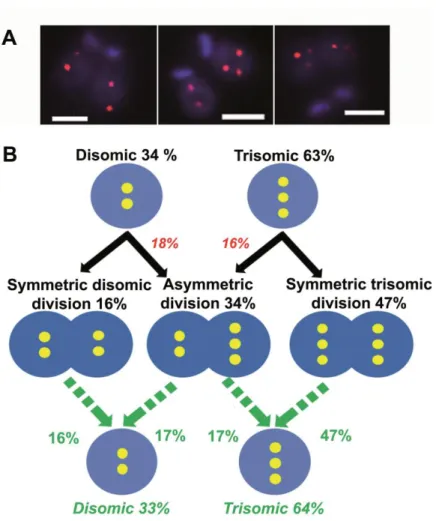 Figure 4. FISH analysis of  mitotic cells revealed a high proportion of asymmetric chromosomal  allotments, leading to constitutive mosaicism