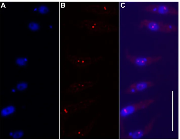 Figure S1. FISH analysis of chromosome 1 in Trypanosoma brucei strain Tb427. 