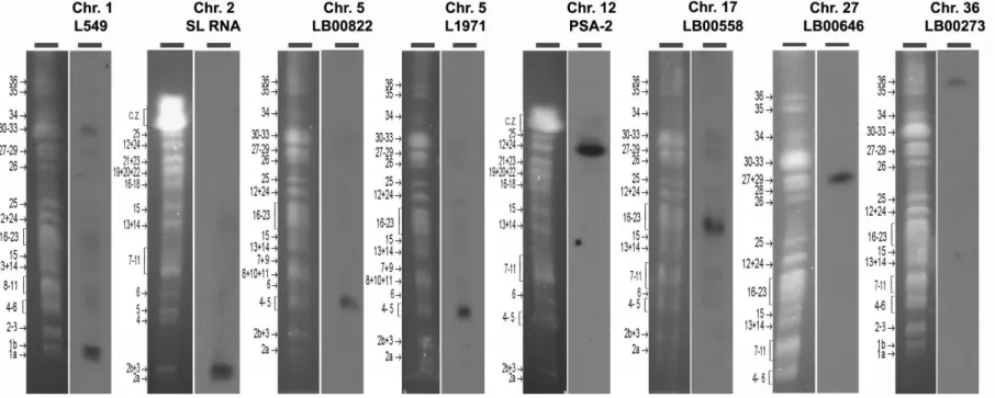Figure S4. Localization of the DNA probes used for this study onto chromosomes of the L