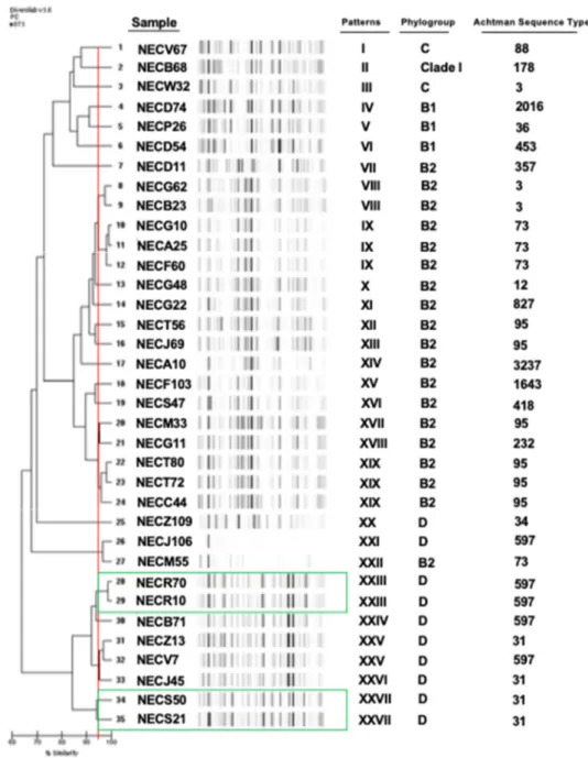 Figure 1. Genetic diversity of Escherichia coli strains isolated from diabetic foot infections using  DiversiLab method, Multi-Locus Sequence Typing and phylogrouping