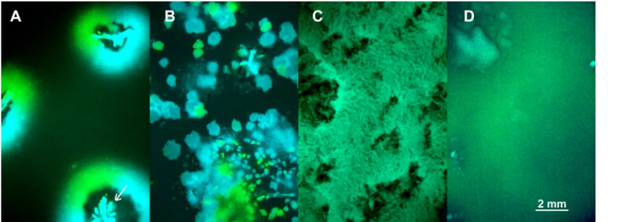Fig 4. Competition of fluorescently marked virus ( λ CFP and λ YFP — blue and green areas) during invasion into uninfected cells (black areas) at different degrees of mixing ( undisturbed , 30s , 24h , 24h-wet )