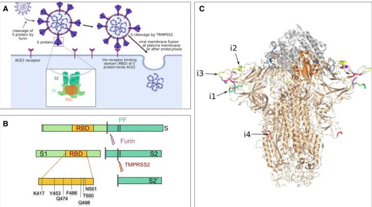 Fig. 3    Structure and function of the spike protein (S protein). a  SARS-CoV-2 S protein specifically recognizes the ACE2 receptor  of the host cells and thereby starts the infection cycle