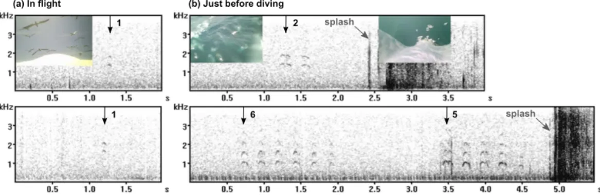 Figure 2 illustrates the context of call emissions along the foraging trips of Cape gannets