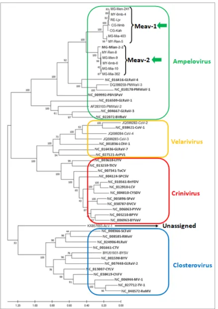 Figure 2. Phylogenetic analysis of the aligned amino acid sequences of the HP70h (ORF3) of the  thirteen isolates from cassava and of selected members of the family Closteroviridae (see the  Sup-plementary Material Table S2 for detailed information on thes