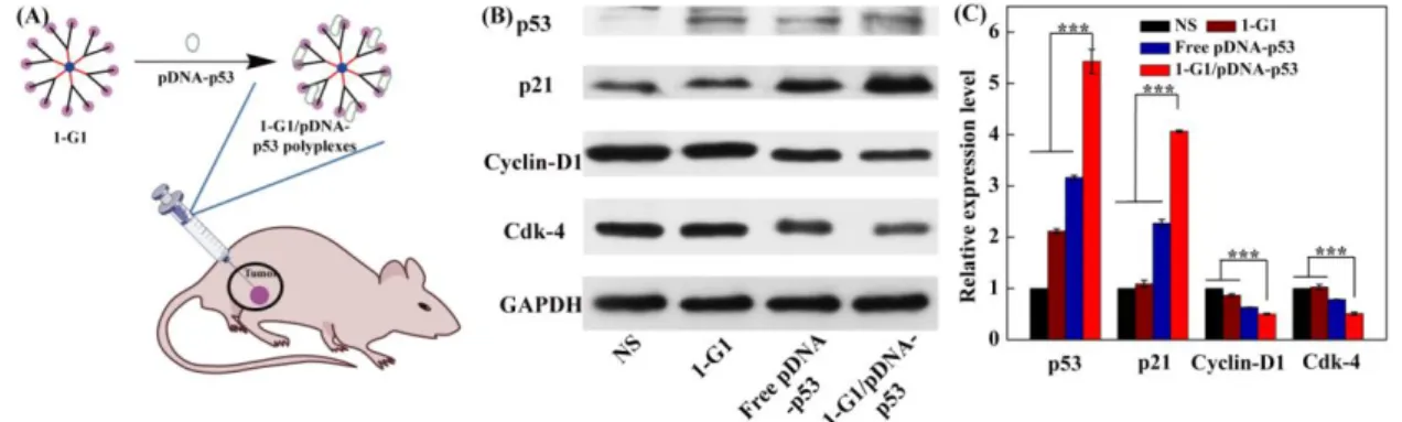 Figure 6. (A) Preparation of the dendrimer/pDNA polyplexes for gene delivery in vivo; (B) Western  blot assay of the expression of the proteins related to G0/G1 phase in xenografted tumor cells at 4  days  post  treatment  of  NS,  1-G1,  free  pDNA-p53  a