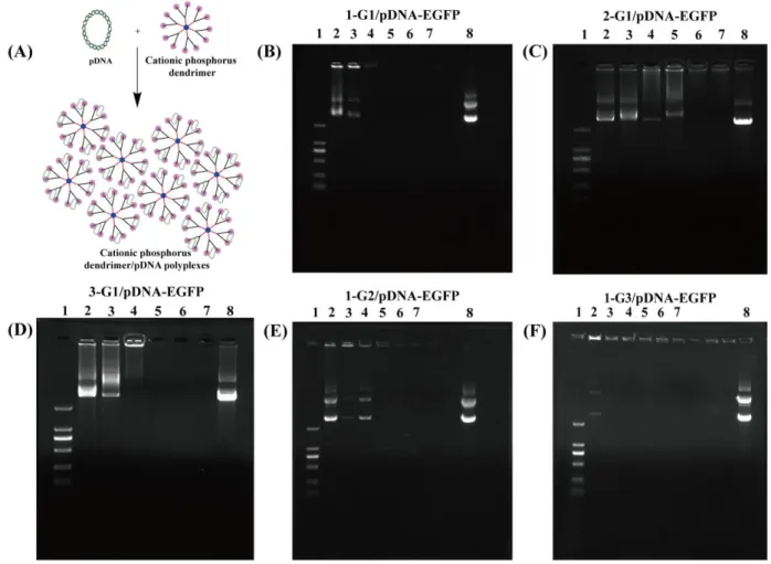 Figure  2.  (A)  Preparation  of  the  dendrimer/pDNA  polyplexes  for  gene  delivery;  (B-F)  Gel  retardation assay of pDNA-EGFP complexed with 1-G1, 2-G1, 3-G1, 1-G2 and 1-G3 at various N/P  ratios